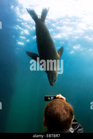 Australian (Arctocephalus pusillus) dorifer, jeune visiteur dans le tunnel de verre d'un aquarium de filmer un sceau Banque D'Images