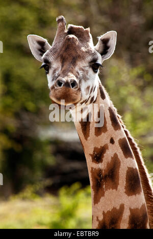 Girafe (Giraffa camelopardalis), Portrait Banque D'Images