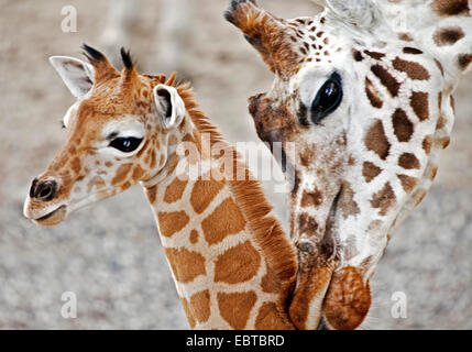 Girafe (Giraffa camelopardalis), la mère et l'enfant Banque D'Images