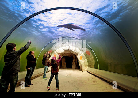 Australian (Arctocephalus pusillus) dorifer, les jeunes visiteurs de regarder un aquarium, imagerie et filmer un joint dans le tunnel de verre Banque D'Images