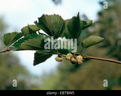 Chinese white Mulberry (Morus alba), de la direction générale avec des fruits Banque D'Images