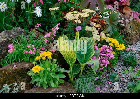 Un rock coloré frontière avec wild les semis de fleurs et plantes mixte Banque D'Images