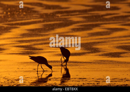 Avocette élégante (Recurvirostra avosetta), sur la plage au coucher du soleil, Pays-Bas, Utrecht, Pays-Bas, Texel Banque D'Images