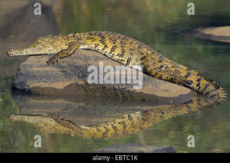 Le crocodile du Nil (Crocodylus niloticus), allongé sur un rocher dans l'eau et capacité, Afrique du Sud, le Parc National de Hluhluwe-Umfolozi, Hilltop Camp Banque D'Images