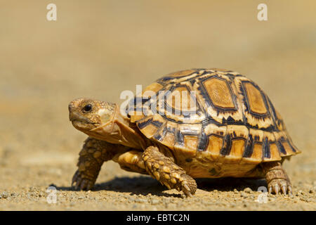 Leopard tortoise (Geochelone pardalis Stigmochelys pardalis,), randonnée pédestre, Afrique du Sud, le Parc National de Hluhluwe-Umfolozi, Camp de Mpila Banque D'Images