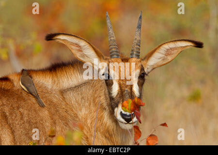 L'antilope rouanne (Hippotragus equinus), avec oxpecker Buphagus erythrorhynchus, sur l'arrière, Afrique du Sud, le Parc national Krueger, Camp Letaba Banque D'Images