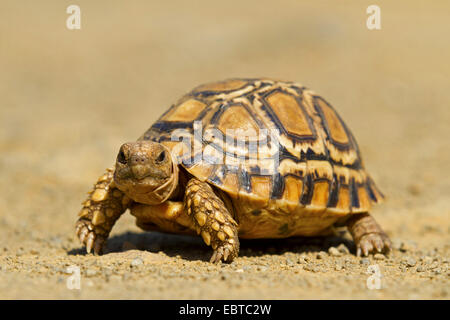 Leopard tortoise (Geochelone pardalis Stigmochelys pardalis,), randonnée pédestre, Afrique du Sud, le Parc National de Hluhluwe-Umfolozi, Camp de Mpila Banque D'Images