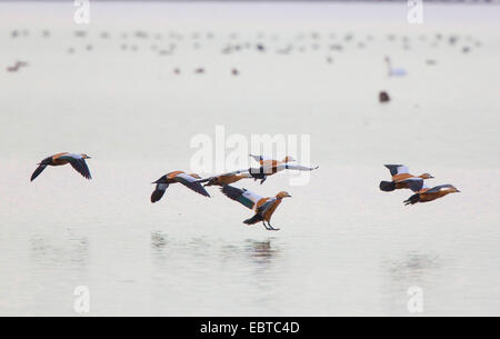 Tadorne Casarca (Tadorna ferruginea, ferruginea), flying flock sur le lac de Chiemsee, en Allemagne, en Bavière, le lac de Chiemsee Banque D'Images