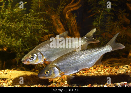 La brème, zaehrte l'Europe de l'Est, Pays Baltes, vimba Vimba Vimba, daurade, Zanthe (Vimba vimba, Zarte, Abramis vimba), deux poissons au fond d'une rivière couverte de gravier et waterplants Banque D'Images