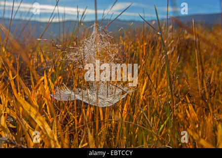 Feuilles-web weaver, feuille-web de filature, tissage de ligne ligne spider, tisserands, l'argent des Agelenidae (spider), en toile d'une mire, Norvège, Nordland Banque D'Images