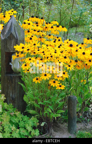 Black-eyed susan, hairy coneflower jaune, Daisy (Rudbeckia hirta), blooming, Nieklitz Banque D'Images