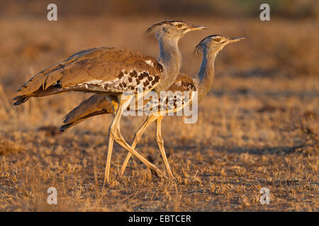 Outarde Kori (Ardeotis kori), paire dans la lumière du soir, Afrique du Sud, le Parc national Krueger, Camp de Satara Banque D'Images