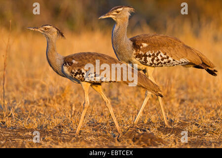 Outarde Kori (Ardeotis kori), paire dans la lumière du soir, Afrique du Sud, le Parc national Krueger, Camp de Satara Banque D'Images