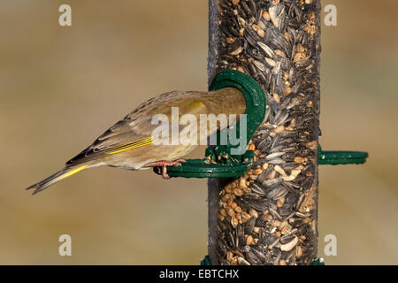 Verdier d'Europe (Carduelis chloris), poussant la tête dans un silo à graines pour oiseaux, Allemagne Banque D'Images