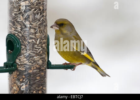 Verdier d'Europe (Carduelis chloris), l'alimentation à un silo à graines, Allemagne Banque D'Images