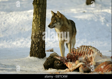 Le loup gris d'Europe (Canis lupus lupus), dans la neige avec cadavre, Allemagne Banque D'Images