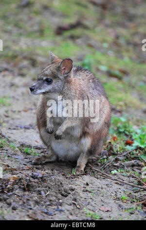 Wallaby de parma, white-throated Wallaby (Macropus parma), assis sur le sol humide sol Banque D'Images