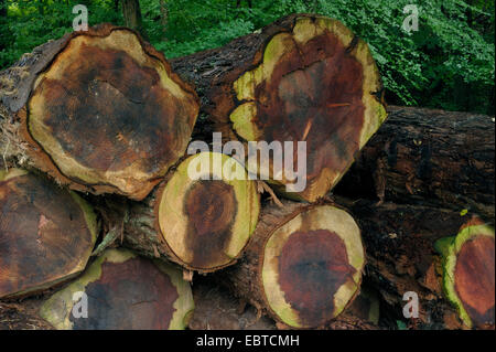 Le séquoia géant, géant (Sequoiadendron giganteum), les tiges, l'Allemagne, Bade-Wurtemberg, Kaiserstuhl Banque D'Images