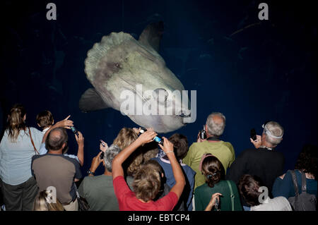 Ocean poisson-lune (Mola mola), les visiteurs d'un aquarium à prendre des photos d'un crapet-soleil de l'océan Banque D'Images