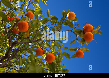 L'oranger (Citrus sinensis), avec des fruits mûrs en face d'un ciel bleu clair, l'Espagne, l'Andalousie Banque D'Images