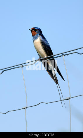 L'hirondelle rustique (Hirundo rustica), assis sur une maille grillage, Allemagne Banque D'Images