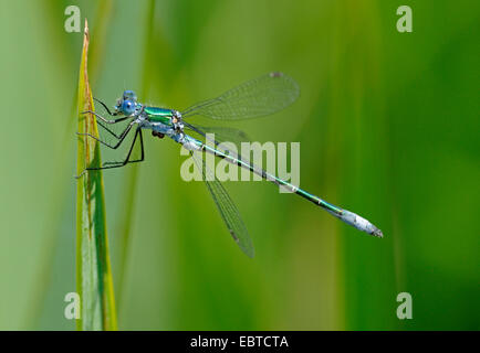 Émeraude rares (demoiselle Lestes dryas), le brin d'herbe, Allemagne Banque D'Images