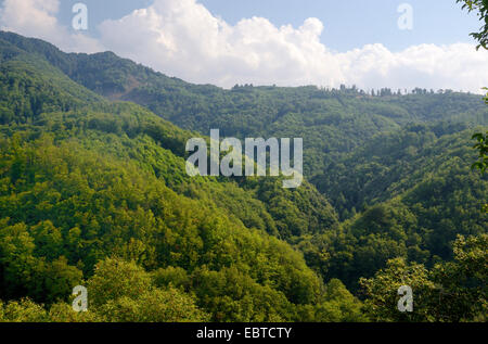 Paysage Forestier, Italie, Calabre, Ben Aspromonte National Park Banque D'Images