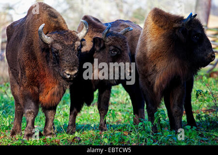 Bison d'Europe, Bison (Bison bonasus), trois wisents dans un pré, Allemagne Banque D'Images