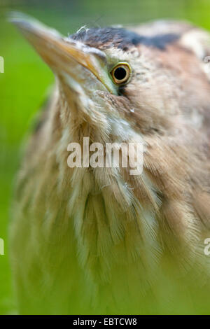 Eurasian bittern (Botaurus stellaris), portrait, ALLEMAGNE, Basse-Saxe Banque D'Images