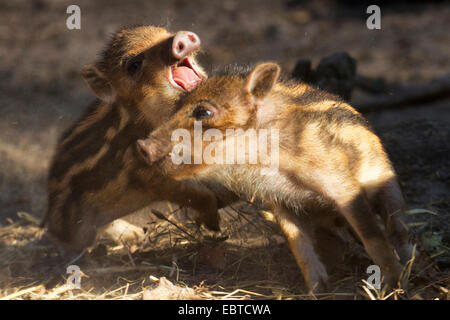 Le sanglier, le porc, le sanglier (Sus scrofa), deux shoats frolicsome tussling, Allemagne, Hesse Banque D'Images