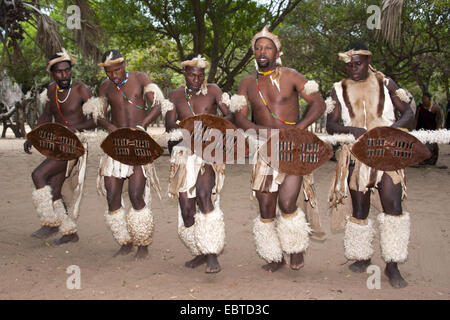 Les hommes effectuant un zoulou danse traditionnelle dans un musée en plein air, Afrique du Sud, Kwazulu-Natal, DumaZulu Banque D'Images