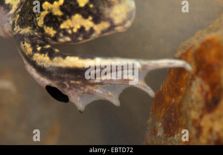 Crapaud de l'Europe de l'Ouest, Crapaud (Pelobates cultripes Ibérique), pied d'un crapaud dans l'eau, de l'Espagne, l'Estrémadure Banque D'Images