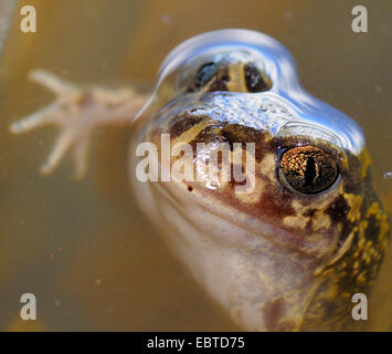 Crapaud de l'Europe de l'Ouest, Crapaud (Pelobates cultripes Ibérique), portrait d'un crapaud à hors de l'eau, de l'Espagne, l'Estrémadure Banque D'Images