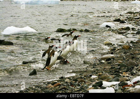 Gentoo pingouin (Pygoscelis papua), groupe de quitter la mer, l'Antarctique, l'île de Plenau Banque D'Images