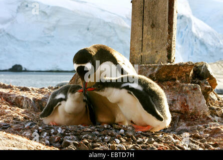 Gentoo pingouin (Pygoscelis papua), deux squeakers mendicité , l'Antarctique, Port Lockroy Banque D'Images