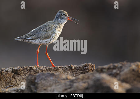 Chevalier gambette (Tringa totanus), Comité permanent sur la tourbe, appelant Vechta, Niedersachsen, Allemagne Banque D'Images