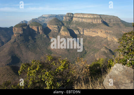 Rocks 'l'arbre' dans la Rondavels Blyde River Canyon, Afrique du Sud, Mpumalanga, Panorama Route, Graskop Banque D'Images