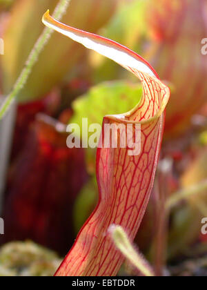 Sweet sarracénie Sarracenia rubra (feuilles), Banque D'Images