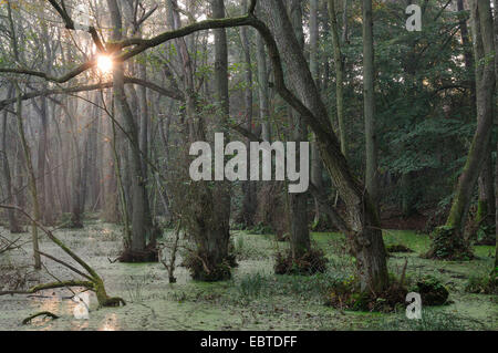 Alder carr dans l'humeur du matin, l'Allemagne, de Mecklembourg-Poméranie occidentale, Nationalpark Vorpommersche Boddenlandschaft Banque D'Images