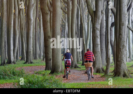 Le hêtre commun (Fagus sylvatica), deux cyclistes dans la forêt de hêtres, de l'Allemagne, Mecklembourg-Poméranie-Occidentale Banque D'Images