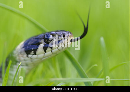 Couleuvre à collier (Natrix natrix), dardant sa langue dans et hors de l'herbe, portrait, ALLEMAGNE, Basse-Saxe, Goldenstedter Moor