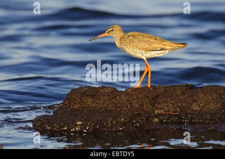 Chevalier gambette (Tringa totanus), debout sur une rive de l'eau à la tourbe, Vechta, Niedersachsen, Allemagne Banque D'Images