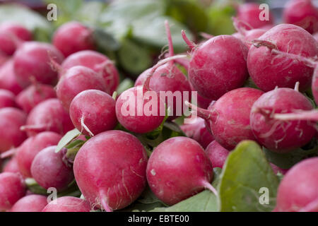 Jardin radis (Raphanus sativus var sativus), libre de grappes de radis Banque D'Images