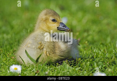 Oie cendrée (Anser anser), chick assis sur une pelouse, Vechta, Niedersachsen, Allemagne Banque D'Images