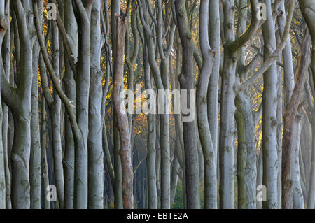 Le hêtre commun (Fagus sylvatica), les troncs d'arbres en forêt de hêtres, de l'Allemagne, Mecklembourg-Poméranie-Occidentale Banque D'Images