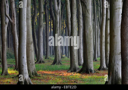 Le hêtre commun (Fagus sylvatica), forêt de hêtres en automne, l'Allemagne, Mecklembourg-Poméranie-Occidentale Banque D'Images