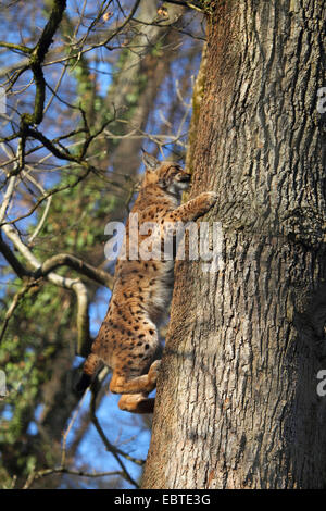 Le lynx eurasien (Lynx lynx), l'escalade dans un arbre, Allemagne Banque D'Images