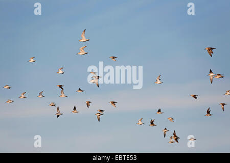 Le Bécasseau variable (Calidris alpina), flock battant en face de ciel bleu, de l'Allemagne, Schleswig-Holstein Banque D'Images