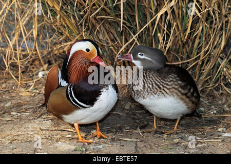 Canard mandarin (Aix galericulata), couple, Allemagne Banque D'Images