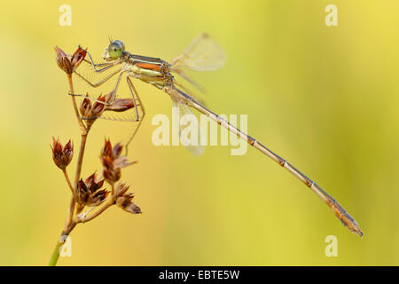 Émeraude du sud de l'Europe (demoiselle Lestes barbatus), à une fleur, l'Allemagne, Rhénanie du Nord-Westphalie Banque D'Images